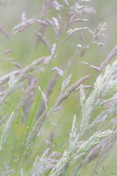 USA, Washington, Seabeck Grasses in motion